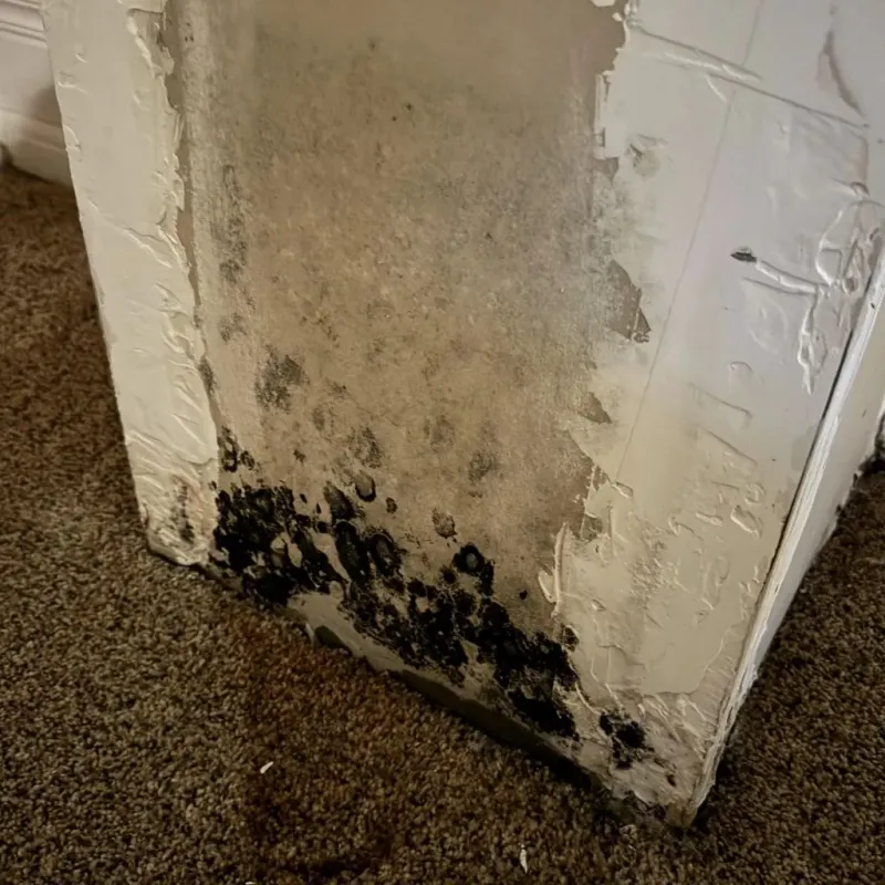 Professional Mold Removal in Yardville, NJ